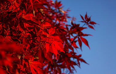 Acer palmatum against blue sky in autumn. Red leaves of Acer Palmatum on blue sky background. Selective focus with copy space.