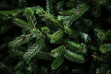 Fir Christmas branches close up
