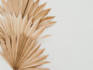 Close up of dried fan shaped tropical palm tree leafs on white background.