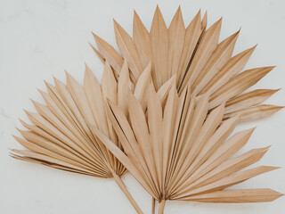 Close up of dried fan shaped tropical palm tree leafs on white background.