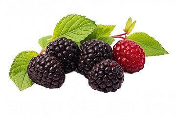 Blackberries isolated on a transparent background, close up