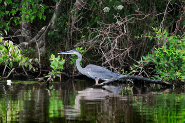 Great blue heron hunting