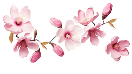 magnolia blooms isolated on a transparent background for design layouts