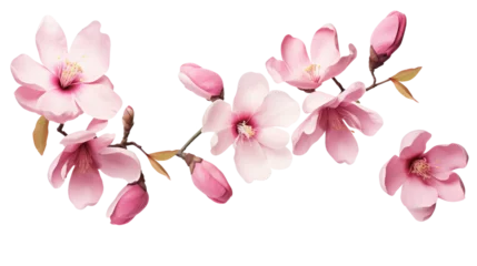 Foto op Canvas magnolia blooms isolated on a transparent background for design layouts © id512