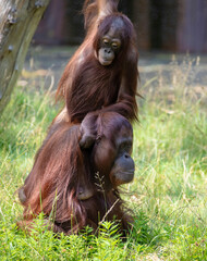 Two lowland gorillas sit and walk in the grass by the water
