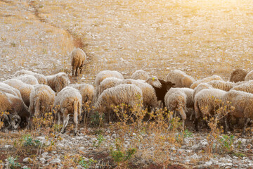 Landscape with grazing mountain sheep, sandy mountains
