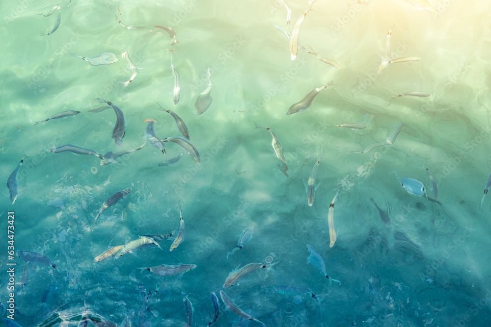 Wall mural top view of sea water surface with fish visible through transparent blue water, sea water surface fo