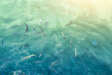 Top view of sea water surface with fish visible through transparent blue water, sea water surface for background