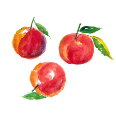 Juicy peaches on a white background, sketch. Arvarel. The work is done in watercolor style.