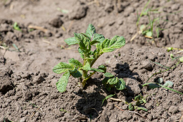In the field, the sprouts of a young potato plant in the spring.