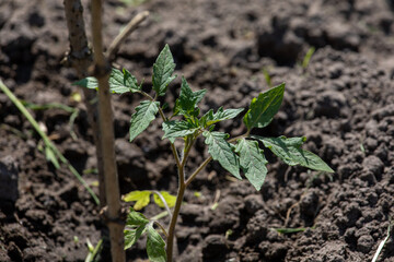 Seedlings of the tomato plant planted in the ground in the garden in spring and summer.