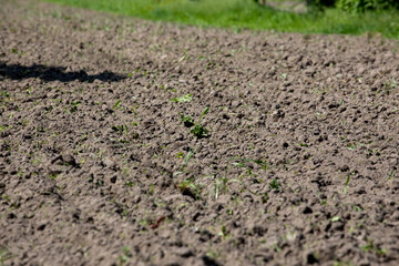 In the field, the sprouts of a young potato plant in the spring.