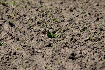 In the field, the sprouts of a young potato plant in the spring.