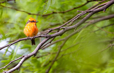 Arizona charm of Vermillion Flycatcher with feathers fluffed while perched alertly in the Southwestern environment of a mature mesquite tree 