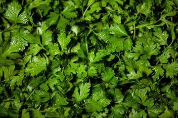 Fototapeta na wymiar Green parsley leaves filling the frame. Greens for cooking. Natural background.