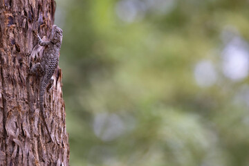 Background with green, copy space bokeh and selective focus on a lizard climbing up a tree trunk in Tucson, Arizona 