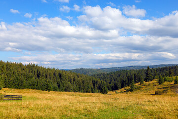 Pine and fir tree forest in Apuseni Mountains, Romania, Europe