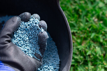 Hand of a person with a gloved hand with a handful of blue granular fertilizer.