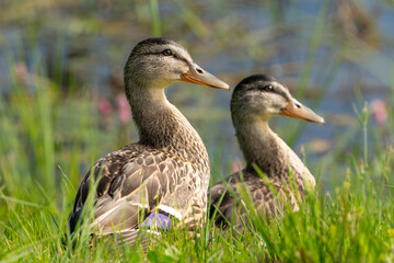 two ducks on a grass