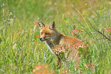 The red fox looking around carefully.
