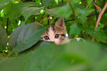 The look of a lurking kitten.