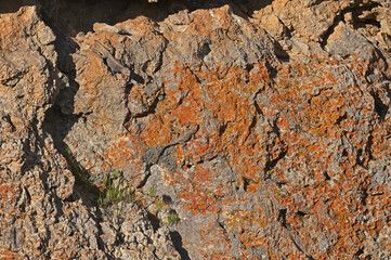 Roughtail Rock Agama on lichen rock.