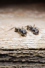close-up. A black woodworm ant on the surface of a tree.