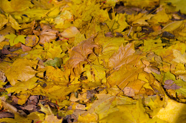 autumn maple leaves sun rays background