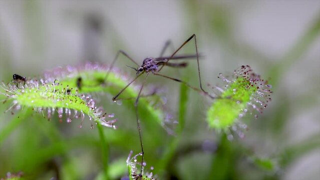 Carnivorous plant Drosera capensis, known as Cape sundew, capturing an dengue insect in 4k video selective focus.