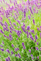 Bushes of lavender in the garden, landscape design. Sunset over blooming lavender field. Selective focus on purple lavender flowers, nature, herb, aromatherapy.