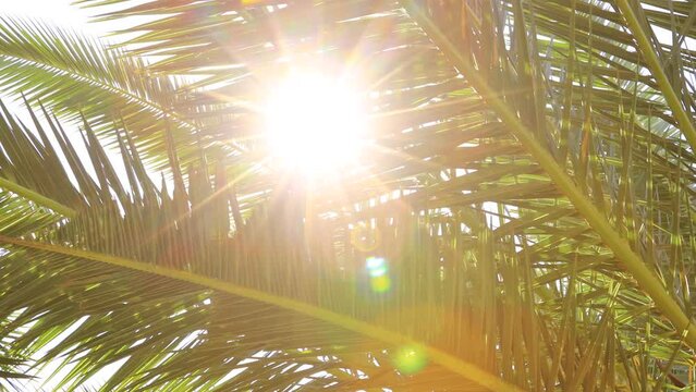 a video palm trees with sun rays