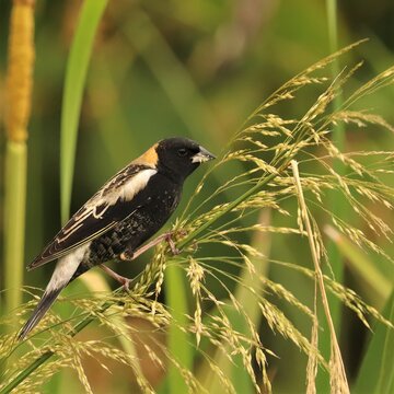 Beautiful Bobolink Sweetwater Wetlands Park Gainesville Florida Paynes Prairie 