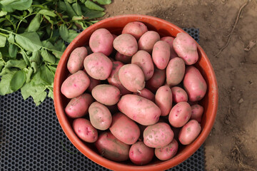 Tubers of red fresh organic potatoes dug up in the field, in a bowl, on the ground, harvesting