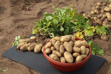 Tubers of fresh organic potatoes dug up in the field, in a bowl, on the ground, harvesting