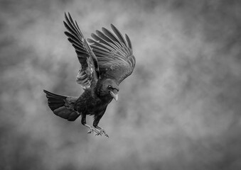 Crow in Flight in Mono