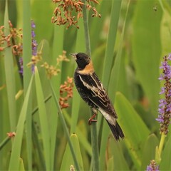 Beautiful Bobolink Sweetwater Wetlands Park Gainesville Florida Paynes Prairie 