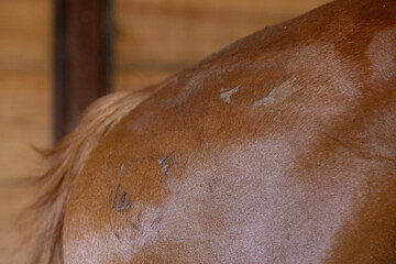 Horse Injury and Scratches 