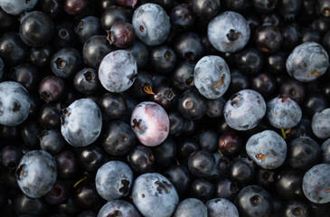 blueberries close up