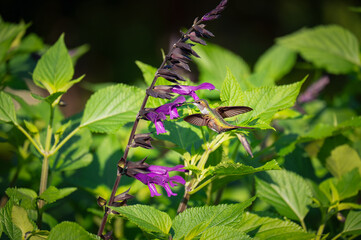 Hummingbird on a flower
