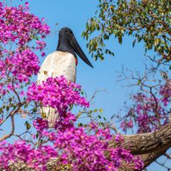 Jabiru Stork in an Ipe Tree, Pantanal, Brazil