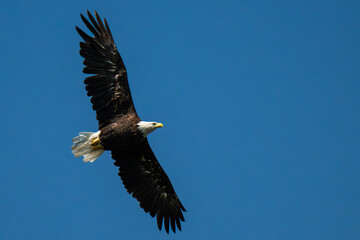 american bald eagle flying 