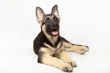Studio shot of an cute adorable German shepherd lying on white background with copy space