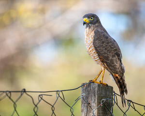 Roadside Hawk on a post, Pantanal, Brazil