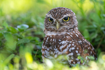 burrowing owl florida