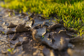 Dry and cracked soil after a drought, green grass nearby. Climate change concept.