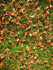 Texture. Yellow autumn foliage lies on the lush green grass. View from above.