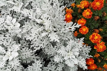 Заголовок: Elegant silver cineraria in macro. Jacobian seaside, ashy godson or cineraria seaside. The texture is unusual carved leaves painted in silver color, with the addition of bright orange flowe