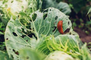 Spanish slug eating cabbage leaf in summer garden. Slug damaging vegetables on ecological farm. Pest destroying harvest - obrazy, fototapety, plakaty