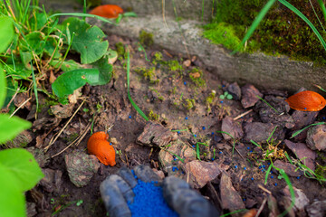 Slug poisoned bait for pest control. Gardener throwing blue granules on ground to kill brown...