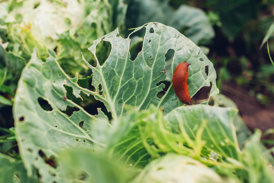 Spanish slug eating cabbage leaf in summer garden. Slug damaging vegetables on ecological farm. Pest destroying harvest